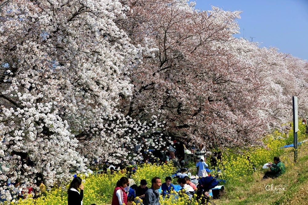 ▌東京近郊賞櫻▌驚為天人的花見【熊谷櫻堤】。櫻花與油菜花美到爆炸啊～