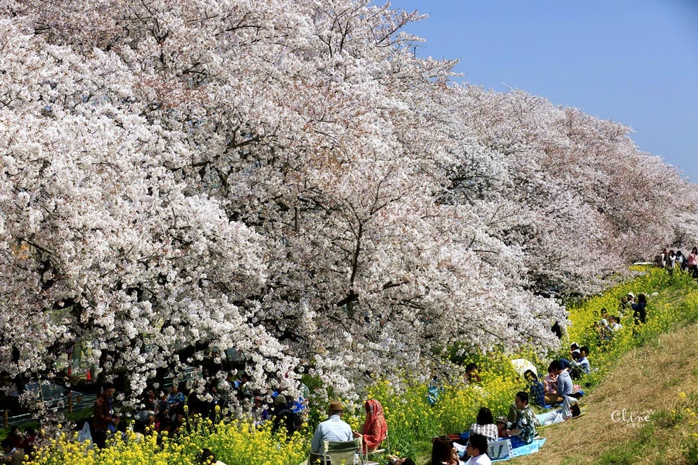 ▌東京近郊賞櫻▌驚為天人的花見【熊谷櫻堤】。櫻花與油菜花美到爆炸啊～