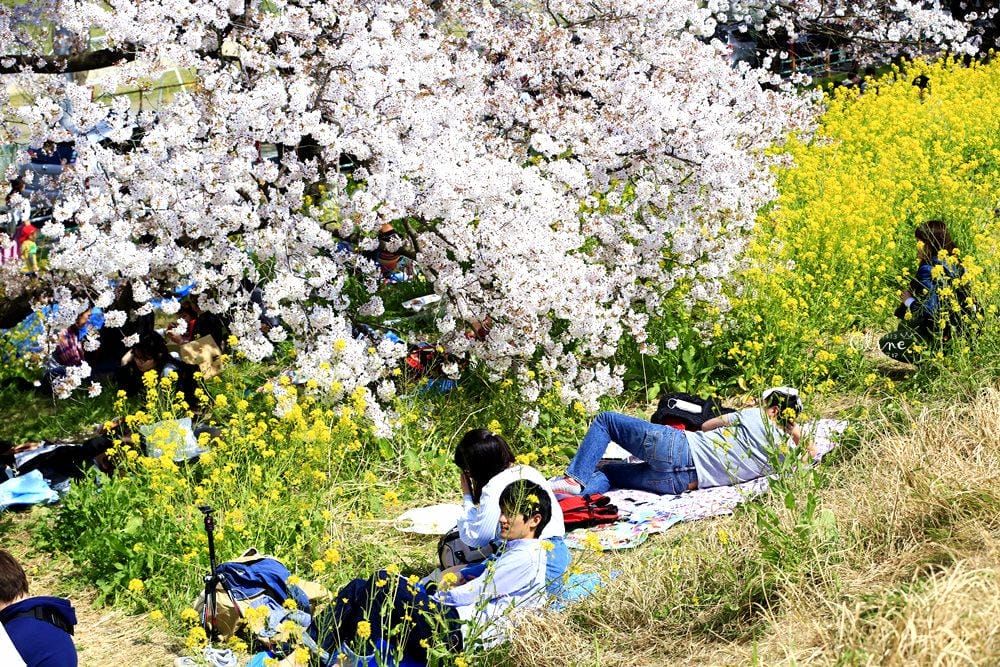▌東京近郊賞櫻▌驚為天人的花見【熊谷櫻堤】。櫻花與油菜花美到爆炸啊～