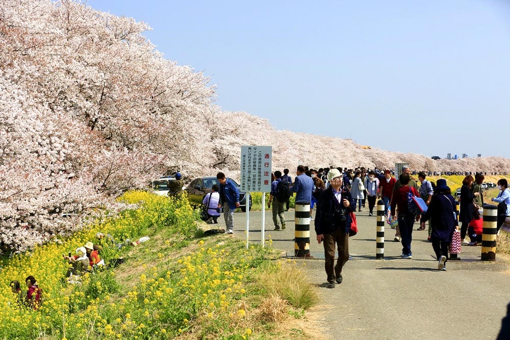 ▌東京近郊賞櫻▌驚為天人的花見【熊谷櫻堤】。櫻花與油菜花美到爆炸啊～