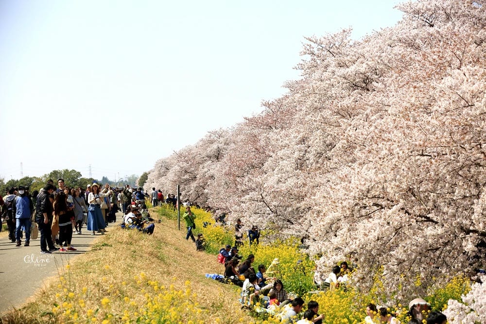 ▌東京近郊賞櫻▌驚為天人的花見【熊谷櫻堤】。櫻花與油菜花美到爆炸啊～