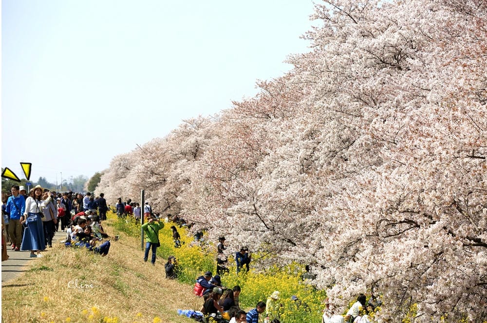 ▌東京近郊賞櫻▌驚為天人的花見【熊谷櫻堤】。櫻花與油菜花美到爆炸啊～