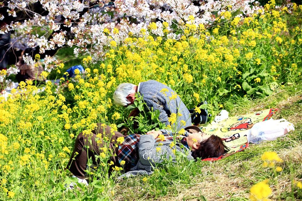 ▌東京近郊賞櫻▌驚為天人的花見【熊谷櫻堤】。櫻花與油菜花美到爆炸啊～
