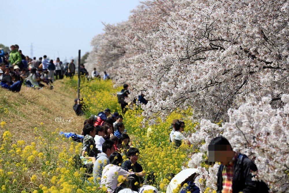 ▌東京近郊賞櫻▌驚為天人的花見【熊谷櫻堤】。櫻花與油菜花美到爆炸啊～
