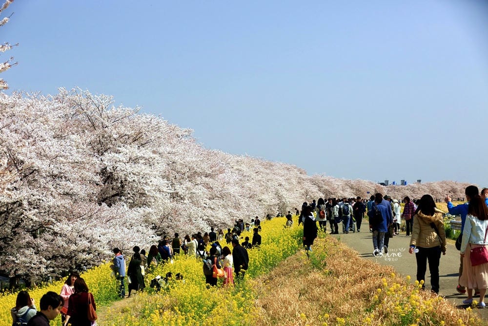 ▌東京近郊賞櫻▌驚為天人的花見【熊谷櫻堤】。櫻花與油菜花美到爆炸啊～