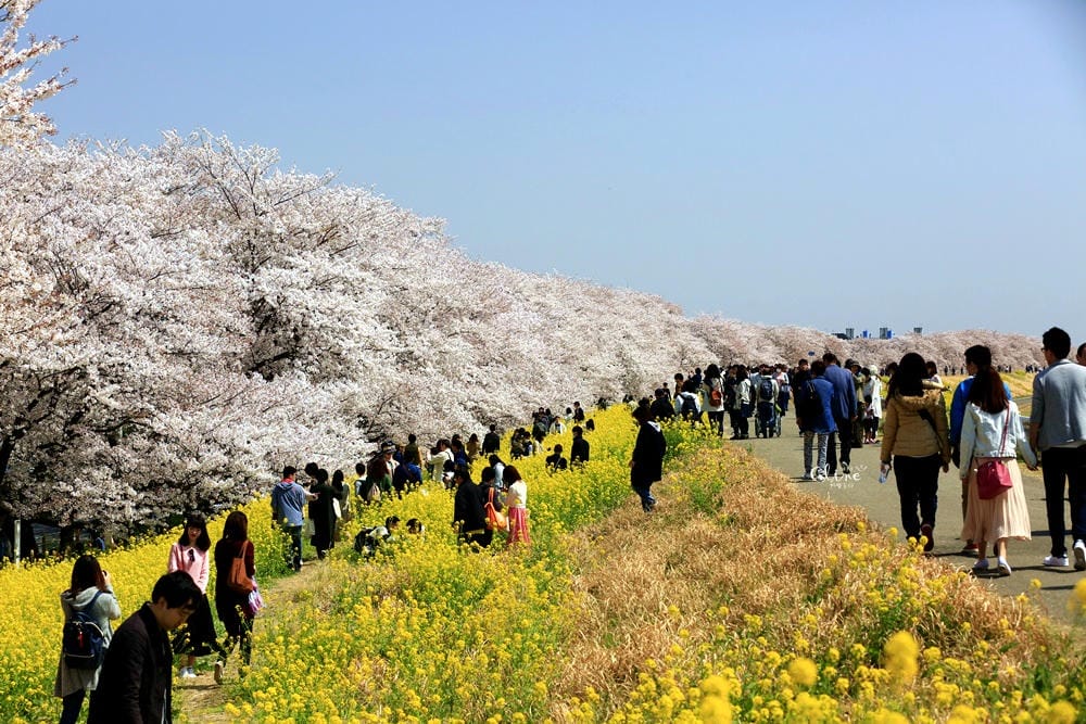 ▌東京近郊賞櫻▌驚為天人的花見【熊谷櫻堤】。櫻花與油菜花美到爆炸啊～