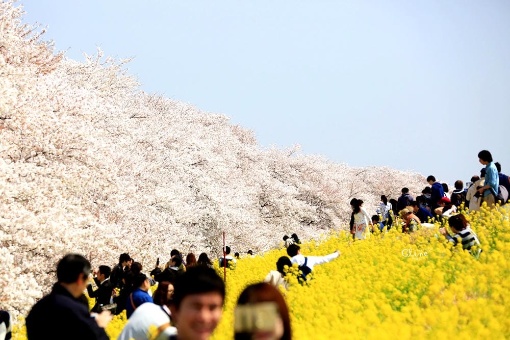▌東京近郊賞櫻▌驚為天人的花見【熊谷櫻堤】。櫻花與油菜花美到爆炸啊～