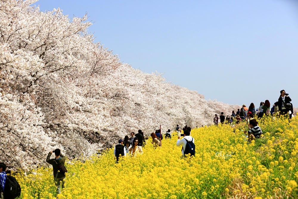 ▌東京近郊賞櫻▌驚為天人的花見【熊谷櫻堤】。櫻花與油菜花美到爆炸啊～