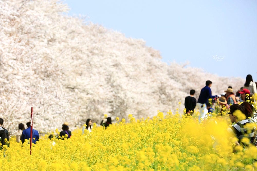 ▌東京近郊賞櫻▌驚為天人的花見【熊谷櫻堤】。櫻花與油菜花美到爆炸啊～
