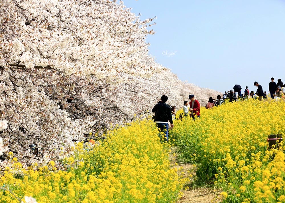 ▌東京近郊賞櫻▌驚為天人的花見【熊谷櫻堤】。櫻花與油菜花美到爆炸啊～