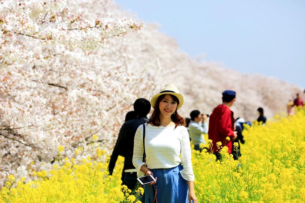 ▌東京近郊賞櫻▌驚為天人的花見【熊谷櫻堤】。櫻花與油菜花美到爆炸啊～