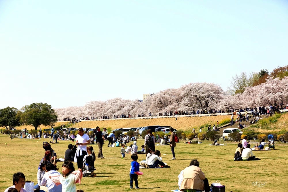 ▌東京近郊賞櫻▌驚為天人的花見【熊谷櫻堤】。櫻花與油菜花美到爆炸啊～
