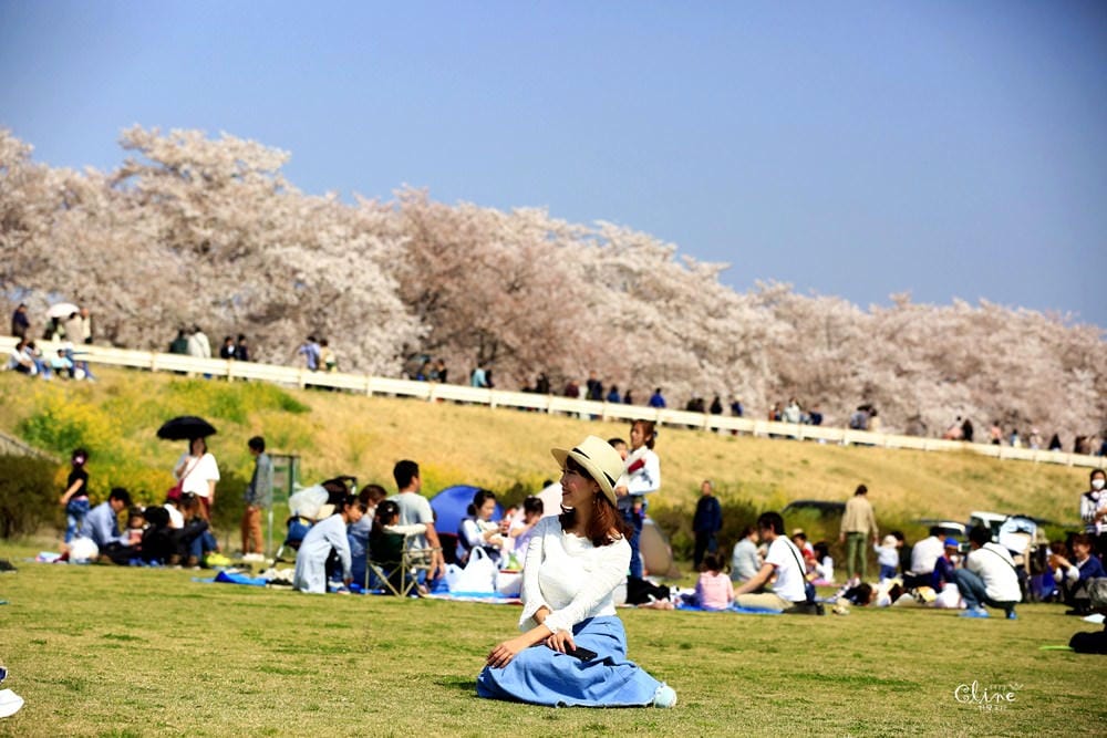 ▌東京近郊賞櫻▌驚為天人的花見【熊谷櫻堤】。櫻花與油菜花美到爆炸啊～