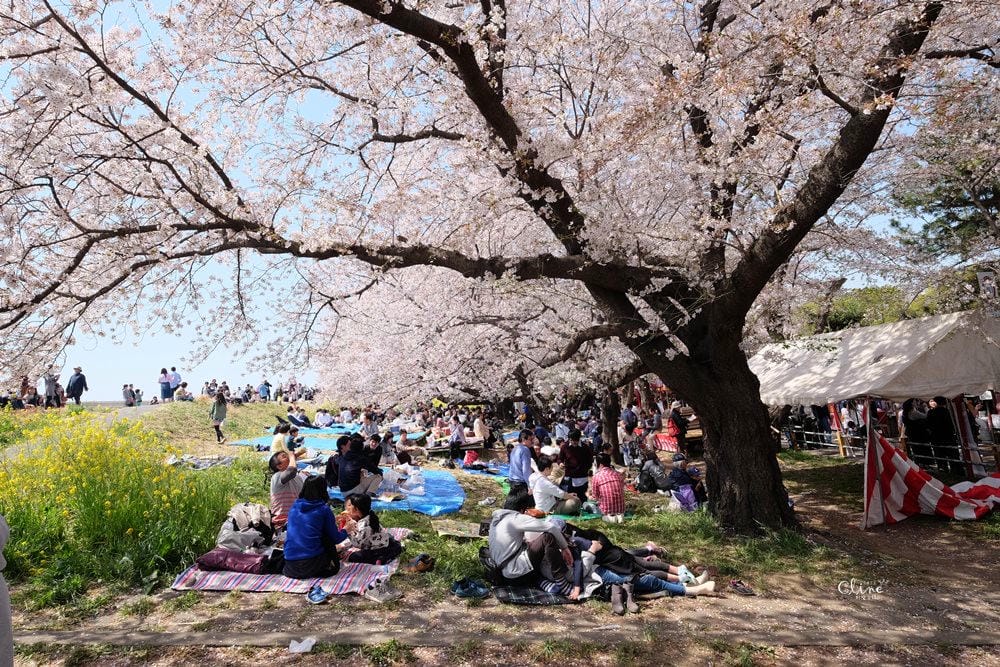 ▌東京近郊賞櫻▌驚為天人的花見【熊谷櫻堤】。櫻花與油菜花美到爆炸啊～