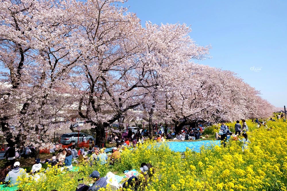 ▌東京近郊賞櫻▌驚為天人的花見【熊谷櫻堤】。櫻花與油菜花美到爆炸啊～