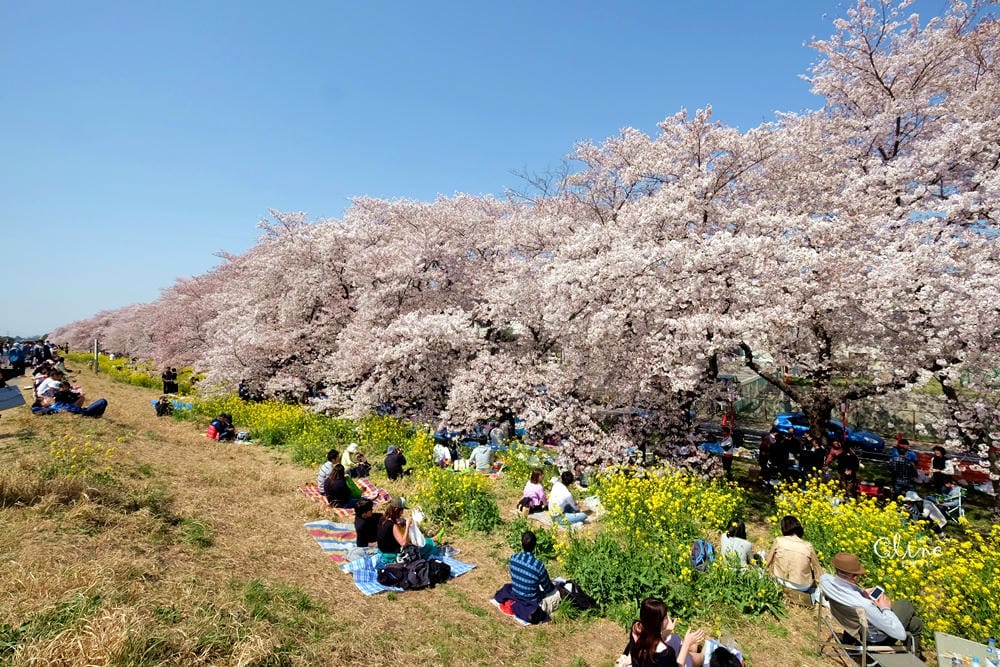 ▌東京近郊賞櫻▌驚為天人的花見【熊谷櫻堤】。櫻花與油菜花美到爆炸啊～