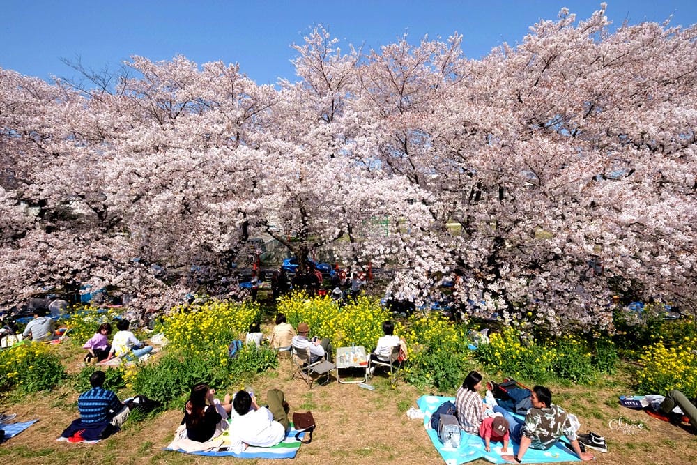 ▌東京近郊賞櫻▌驚為天人的花見【熊谷櫻堤】。櫻花與油菜花美到爆炸啊～
