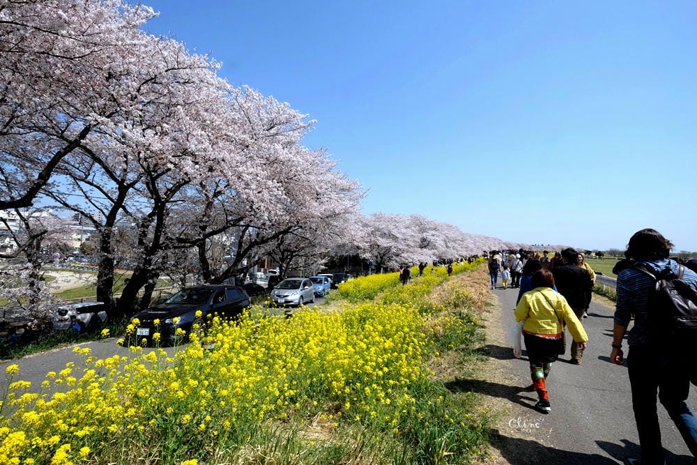 ▌東京近郊賞櫻▌驚為天人的花見【熊谷櫻堤】。櫻花與油菜花美到爆炸啊～