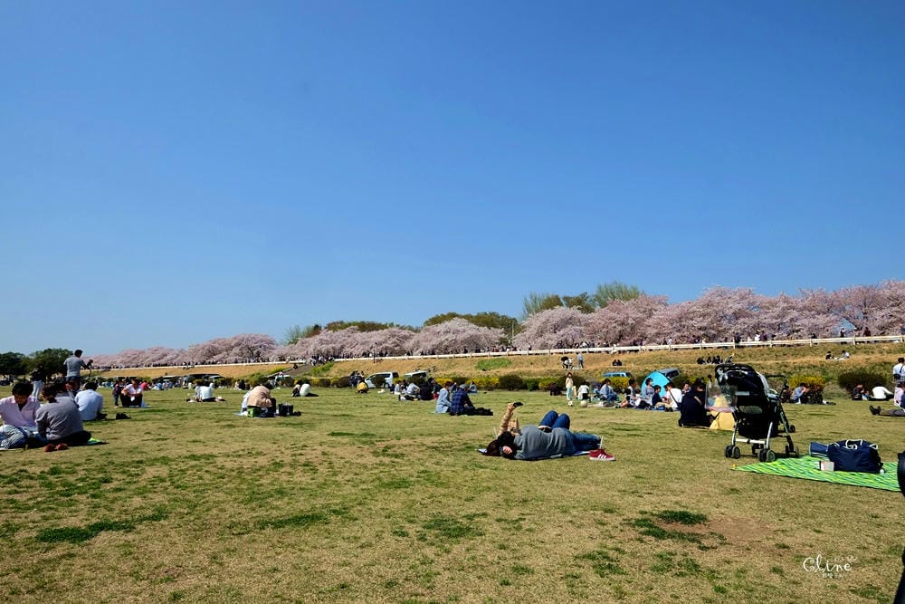 ▌東京近郊賞櫻▌驚為天人的花見【熊谷櫻堤】。櫻花與油菜花美到爆炸啊～