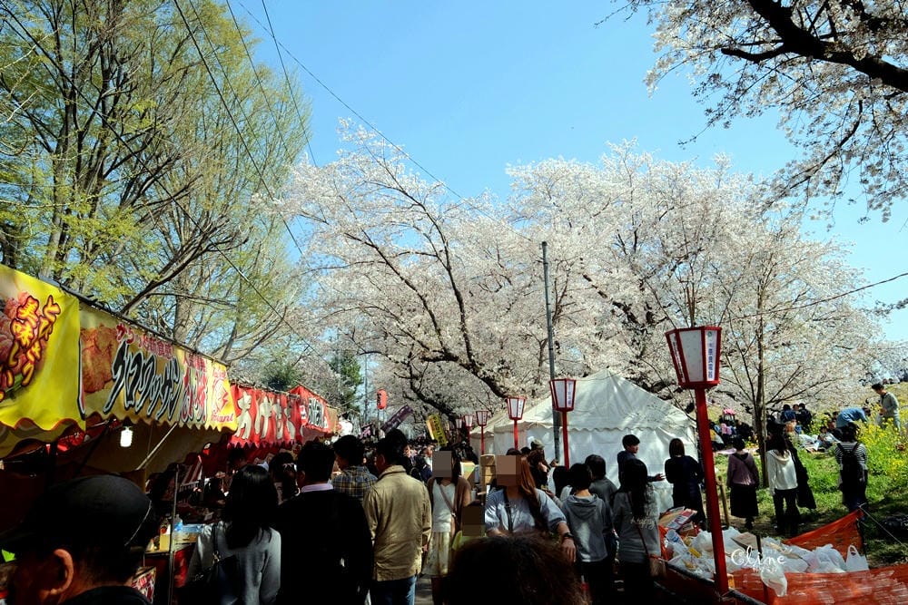 ▌東京近郊賞櫻▌驚為天人的花見【熊谷櫻堤】。櫻花與油菜花美到爆炸啊～