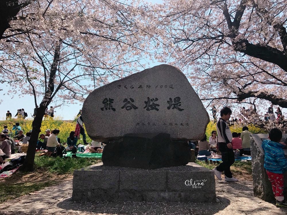 ▌東京近郊賞櫻▌驚為天人的花見【熊谷櫻堤】。櫻花與油菜花美到爆炸啊～