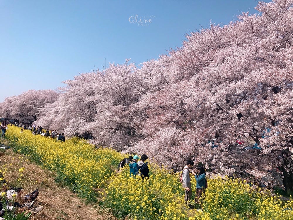 ▌東京近郊賞櫻▌驚為天人的花見【熊谷櫻堤】。櫻花與油菜花美到爆炸啊～