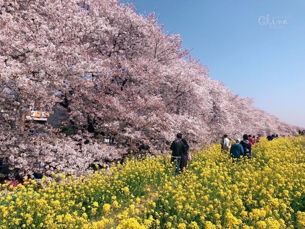 ▌東京近郊賞櫻▌驚為天人的花見【熊谷櫻堤】。櫻花與油菜花美到爆炸啊～