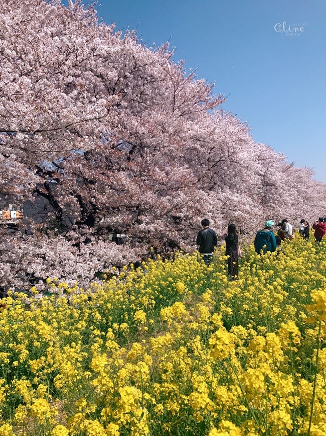 ▌東京近郊賞櫻▌驚為天人的花見【熊谷櫻堤】。櫻花與油菜花美到爆炸啊～