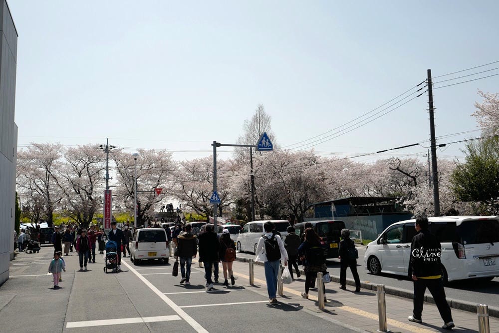 ▌東京近郊賞櫻▌驚為天人的花見【熊谷櫻堤】。櫻花與油菜花美到爆炸啊～