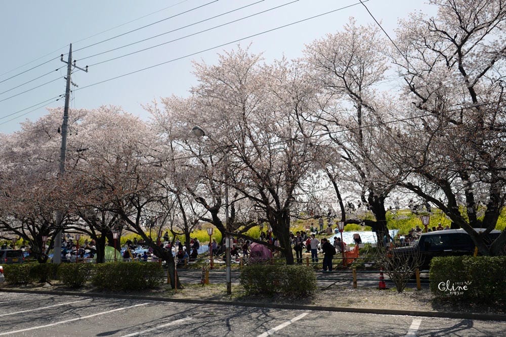▌東京近郊賞櫻▌驚為天人的花見【熊谷櫻堤】。櫻花與油菜花美到爆炸啊～