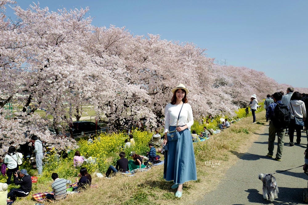 ▌東京近郊賞櫻▌驚為天人的花見【熊谷櫻堤】。櫻花與油菜花美到爆炸啊～