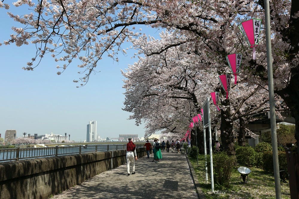 ▌東京賞櫻▌隅田公園櫻花河畔賞櫻。晴空塔就在眼前