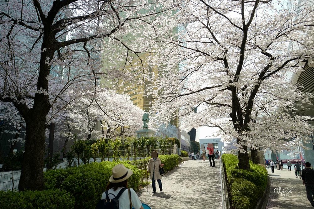 ▌東京賞櫻▌隅田公園櫻花河畔賞櫻。晴空塔就在眼前