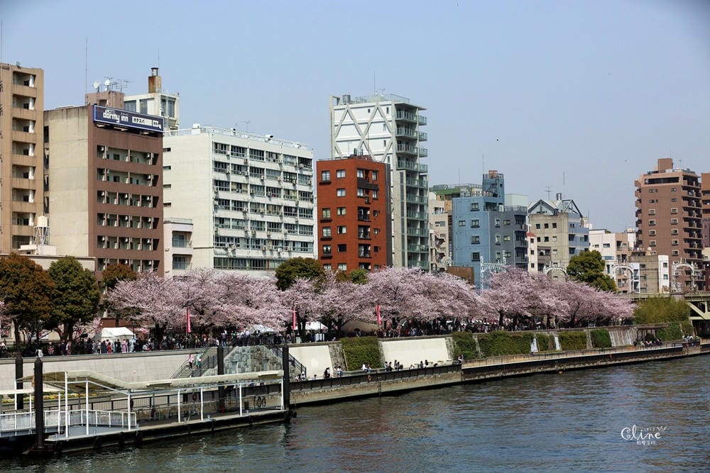 ▌東京賞櫻▌隅田公園櫻花河畔賞櫻。晴空塔就在眼前