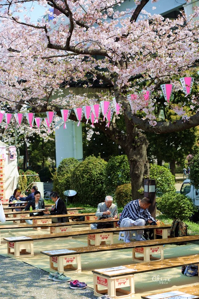 ▌東京賞櫻▌隅田公園櫻花河畔賞櫻。晴空塔就在眼前