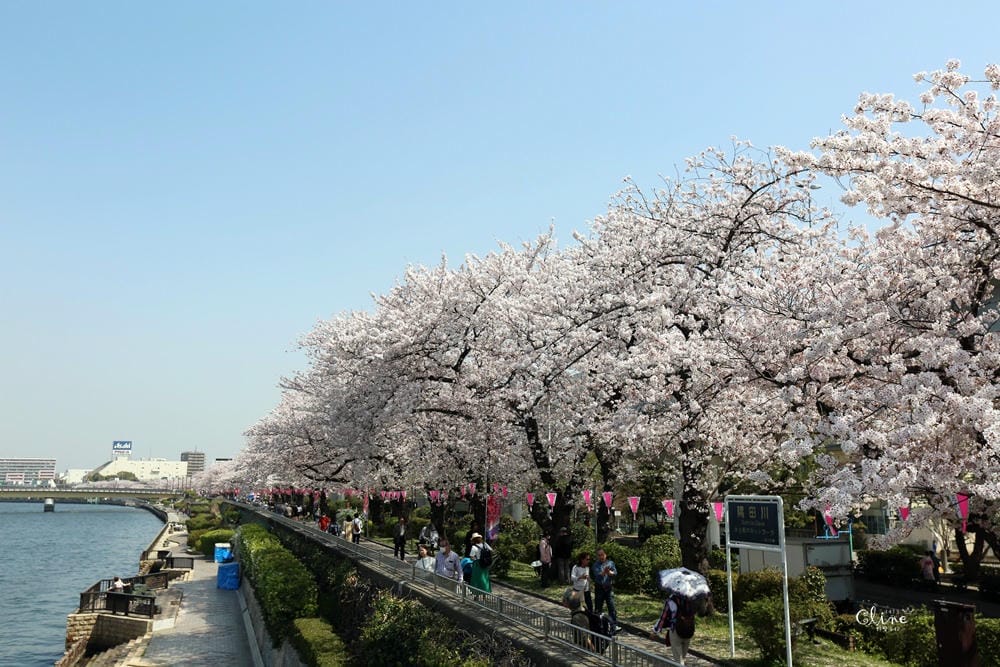 ▌東京賞櫻▌隅田公園櫻花河畔賞櫻。晴空塔就在眼前