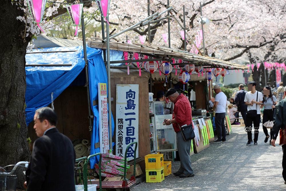 ▌東京賞櫻▌隅田公園櫻花河畔賞櫻。晴空塔就在眼前
