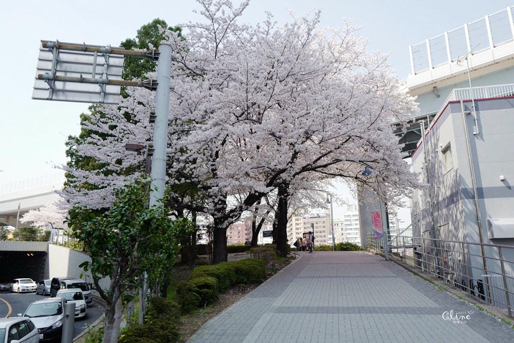 ▌東京賞櫻▌隅田公園櫻花河畔賞櫻。晴空塔就在眼前