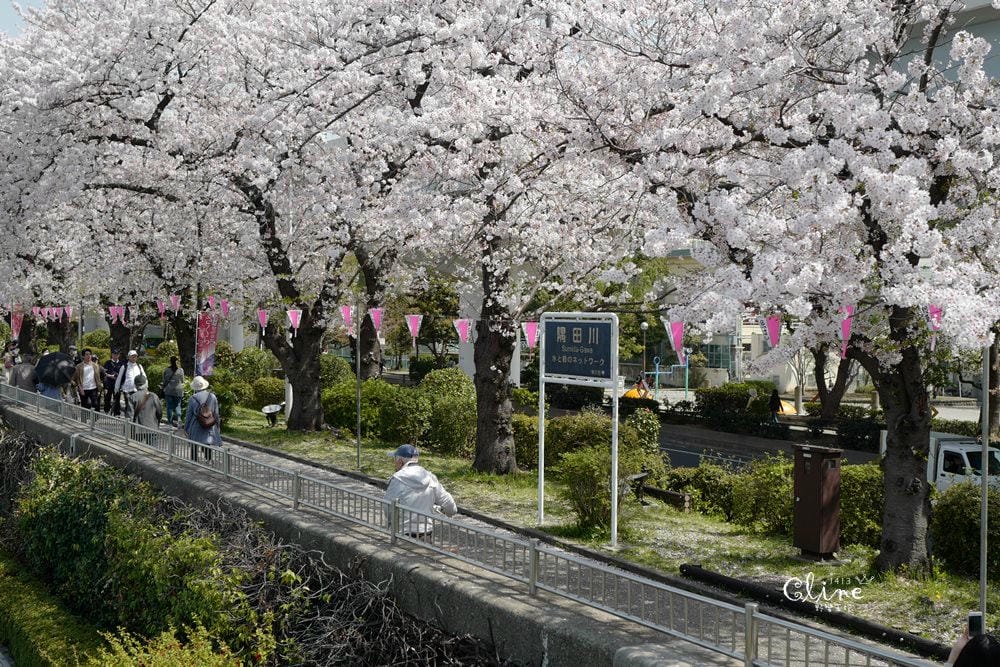 ▌東京賞櫻▌隅田公園櫻花河畔賞櫻。晴空塔就在眼前