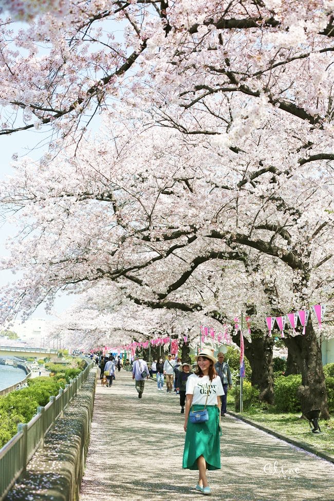 ▌東京賞櫻▌隅田公園櫻花河畔賞櫻。晴空塔就在眼前