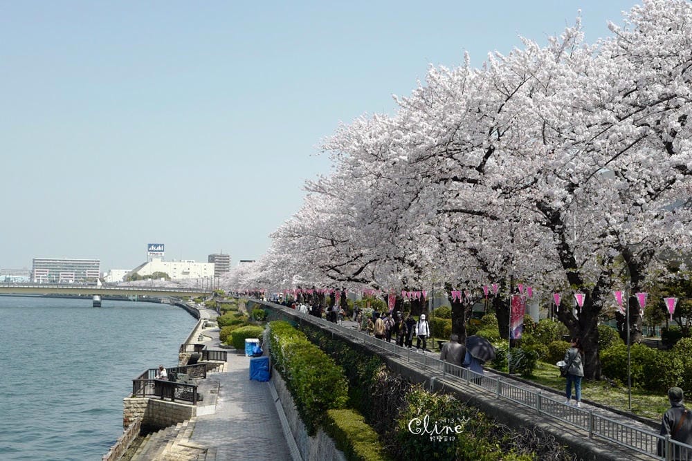 ▌東京賞櫻▌隅田公園櫻花河畔賞櫻。晴空塔就在眼前