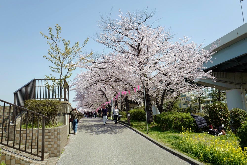 ▌東京賞櫻▌隅田公園櫻花河畔賞櫻。晴空塔就在眼前