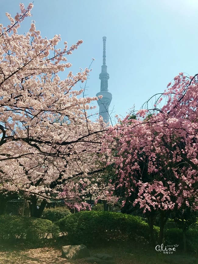 ▌東京賞櫻▌隅田公園櫻花河畔賞櫻。晴空塔就在眼前