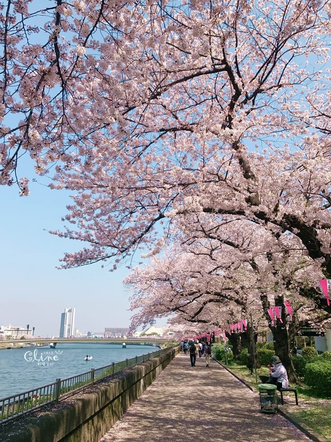 ▌東京賞櫻▌隅田公園櫻花河畔賞櫻。晴空塔就在眼前