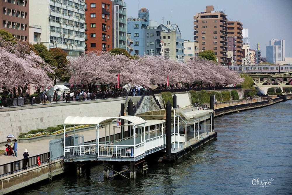 ▌東京賞櫻▌隅田公園櫻花河畔賞櫻。晴空塔就在眼前