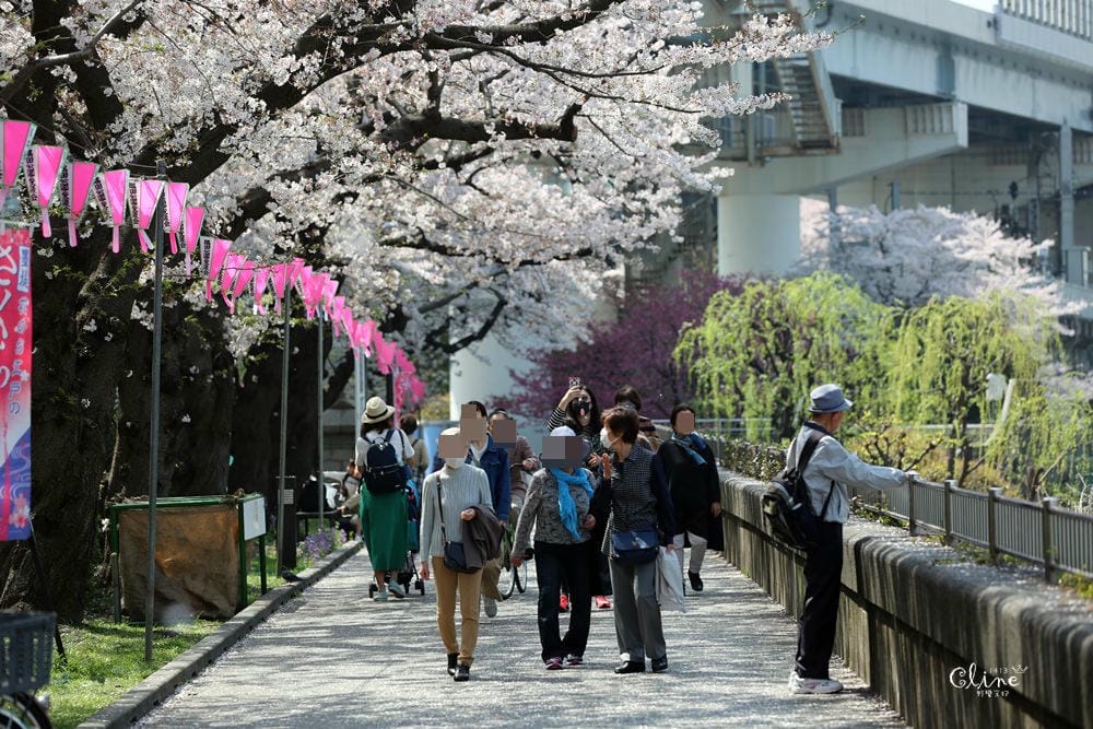 ▌東京賞櫻▌隅田公園櫻花河畔賞櫻。晴空塔就在眼前