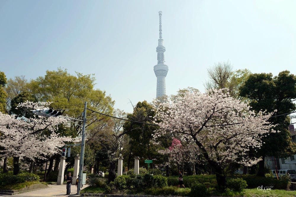 ▌東京賞櫻▌隅田公園櫻花河畔賞櫻。晴空塔就在眼前