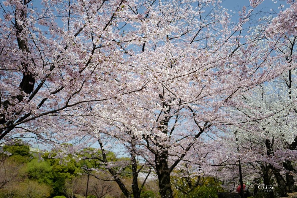 ▌東京賞櫻▌隅田公園櫻花河畔賞櫻。晴空塔就在眼前