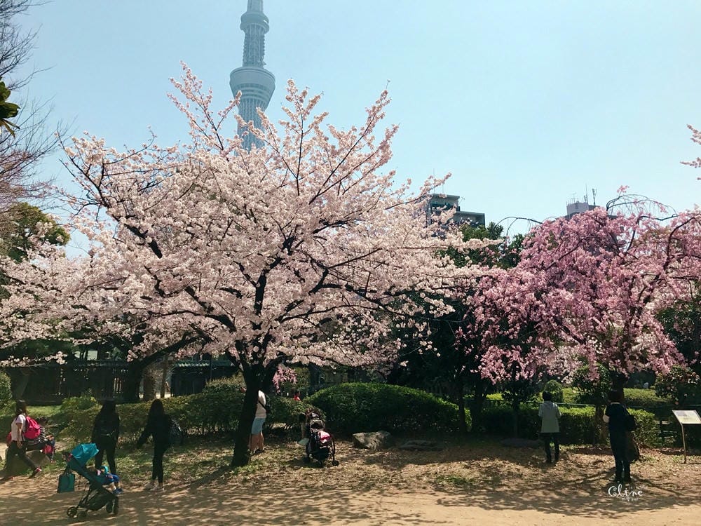 ▌東京賞櫻▌隅田公園櫻花河畔賞櫻。晴空塔就在眼前