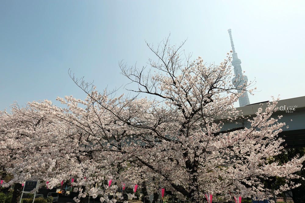 ▌東京賞櫻▌隅田公園櫻花河畔賞櫻。晴空塔就在眼前